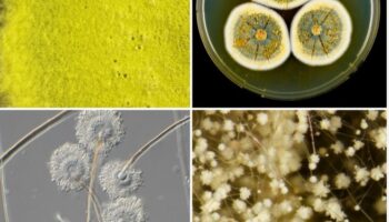 Pesquisa mineira descobre 12 novas espécies de fungos do Cerrado e da Caatinga