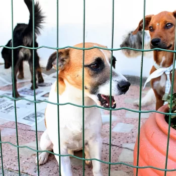 Projeto que prevê ressarcimento por maus-tratos a animais avança em BH