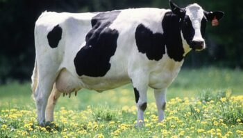 PM procura suspeito que invadiu fazenda e matou vaca prenha