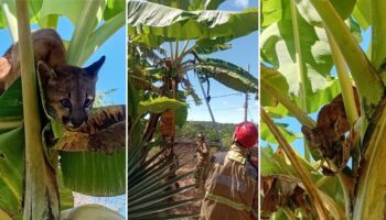  Onça-parda invade casa, sobe em bananeira e é resgatada pelos bombeiros em MG