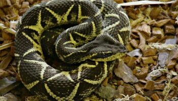Homem picado por cobra diz ter recebido 20 doses de soro errado em hospital