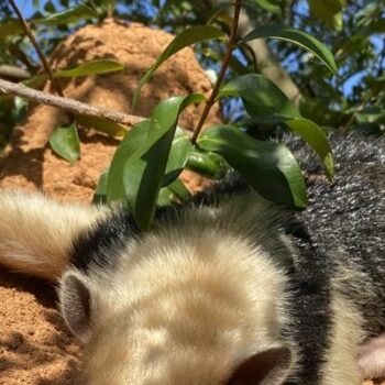 Filhote de tamanduá resgatado após morte da mãe em rodovia volta à natureza em MG