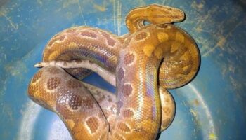 Jiboia arco-íris é capturada em residência no Oeste de Minas