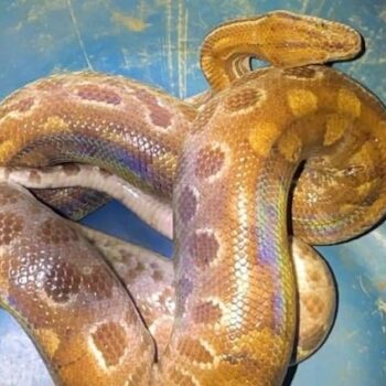 Jiboia arco-íris é capturada em residência no Oeste de Minas