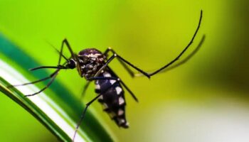 Casos de dengue caem 75%, mas alerta contra a doença segue no Brasil