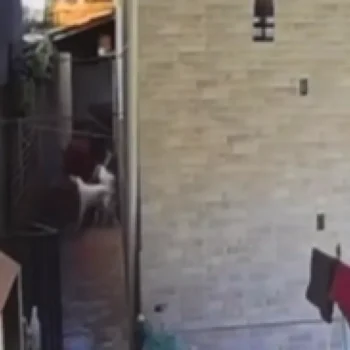 Vídeo flagrou lutador espancando enteado em BH
