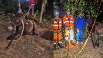 Mula ‘Rainha’ fica presa em cisterna e é resgatada em São Francisco