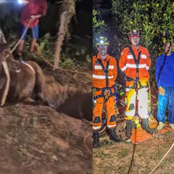 Mula ‘Rainha’ fica presa em cisterna e é resgatada em São Francisco
