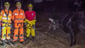 MG: vaca cai em fossa e é resgatada pelo Corpo de Bombeiros em Januária