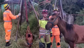 Égua cai em cisterna desativada no Norte de Minas
