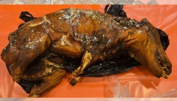Bagagem inusitada: homem é parado na alfândega com porco na mala