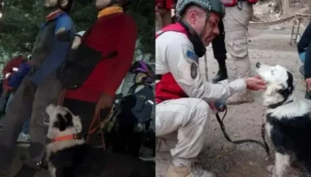 Cão resgatado de maus-tratos salva 12 pessoas durante terremoto na Venezuela