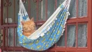 Gatinho é flagrado ‘descansando’ em mini-rede e viraliza nas redes sociais