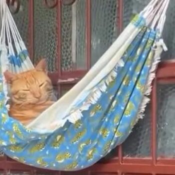 Gatinho é flagrado ‘descansando’ em mini-rede e viraliza nas redes sociais