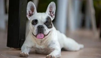 TJMG decide que cachorro dado de presente deve permanecer com ex-mulher