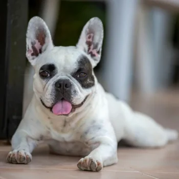 TJMG decide que cachorro dado de presente deve permanecer com ex-mulher
