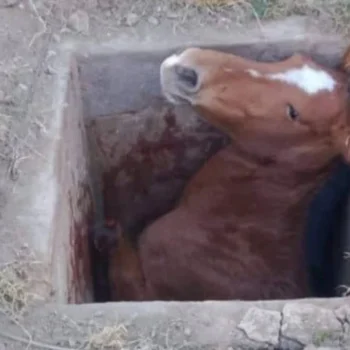 Égua cai em cisterna e quebra pata em Santa Luzia