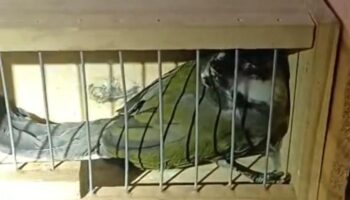 PRF resgata cinco aves silvestres transportadas em condições de maus-tratos na BR-381, em Minas