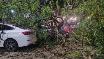 Árvore cai sobre cinco carros em bairro nobre de Belo Horizonte