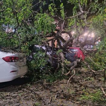 Árvore cai sobre cinco carros em bairro nobre de Belo Horizonte