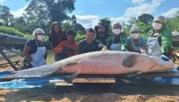 Pirarucu de 137,9 quilos bate recorde de captura em reserva ambiental de Rondônia