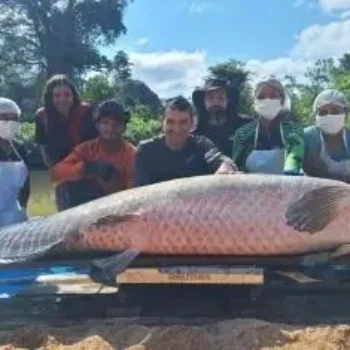 Pirarucu de 137,9 quilos bate recorde de captura em reserva ambiental de Rondônia