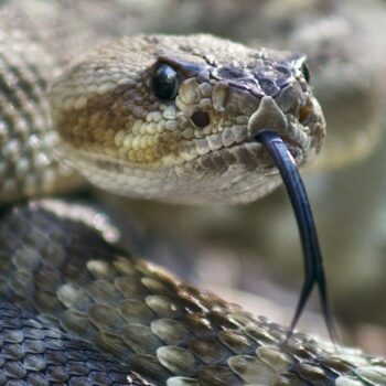Picada de cobra pode aumentar risco de AVC mesmo após atendimento rápido, aponta estudo